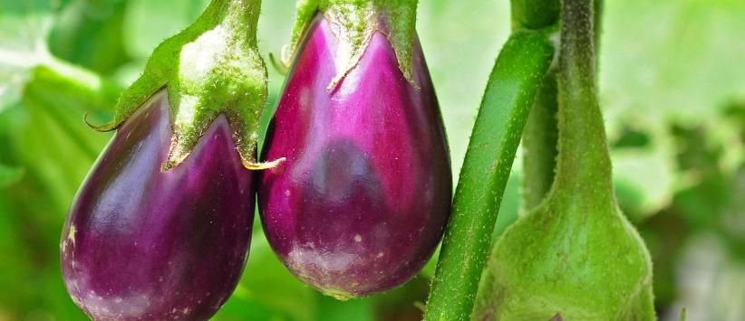 الباذنجان.. طعم شهي و8 فوائد مذهلة ستجعلك تتناوله يوميا