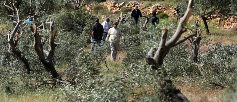 مستعمرون يقطعون نحو 300 شجرة زيتون في سهل ترمسعيا شمال رام الله