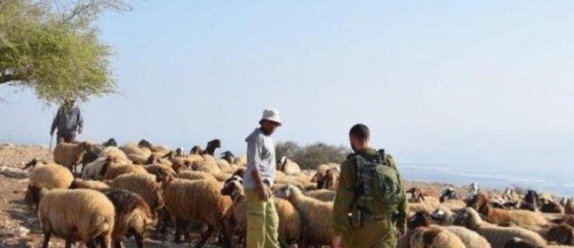 رام الله.. مستوطنون يسرقون 200 رأس غنم ومركبة في كوبر