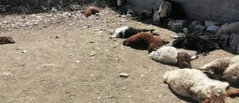 حريق يلتهم مزرعة للأغنام في السموع ويتسبب بنفوق عشرات الأغنام