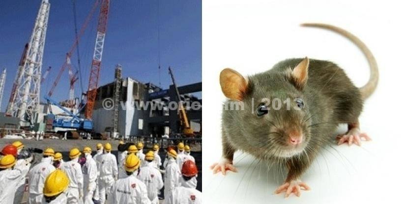 فأر يتسبب في انقطاع الكهرباء عن محطة نووية يابانية