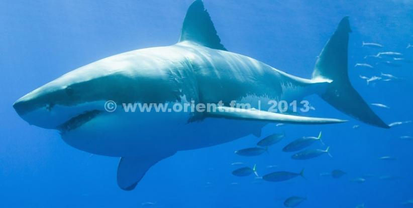 بالفيديو - لحظات مرعبة لزوجين أمام قرش جائع حاول التهامهما