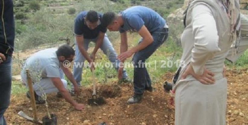 بيت جالا: زراعة اشجار في أرض مهددة بالمصادرة