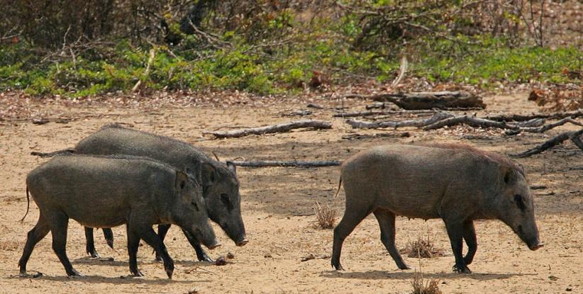 خنازير المستوطنات تتلف مزرعة خضروات جنوب نابلس