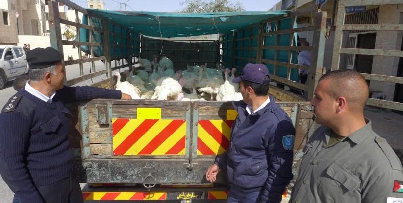الشرطة تضبط 100 طير غير صالحة للإستهلاك في بيت لحم