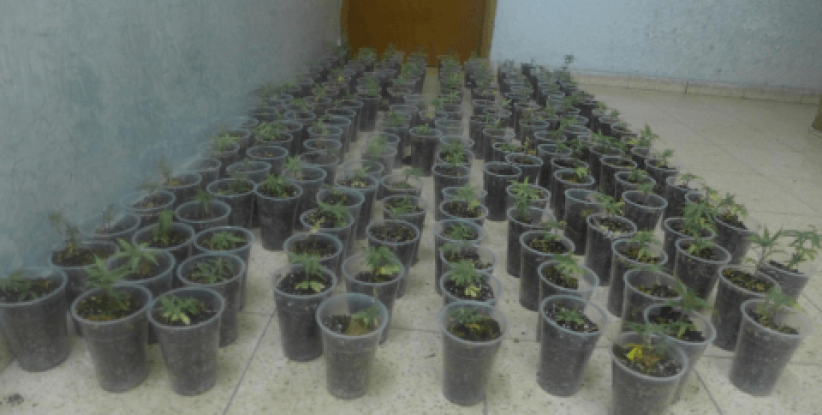 ضبط 183 شتلة ماريجوانا في قلقيلية