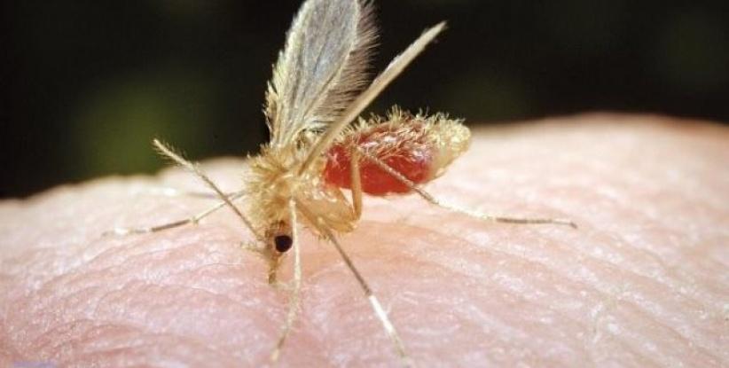 ذبابة الرمل 