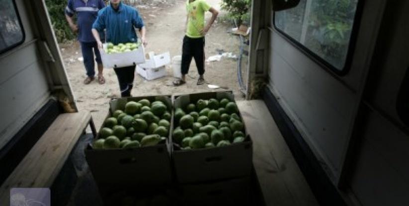 الأردن يفتح أسواقه لاستيعاب فائض انتاج الجوافة الفلسطينية