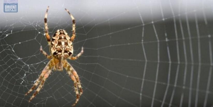 شبكة عنكبوت يمكنها التقاط طائرة أثناء سقوطها