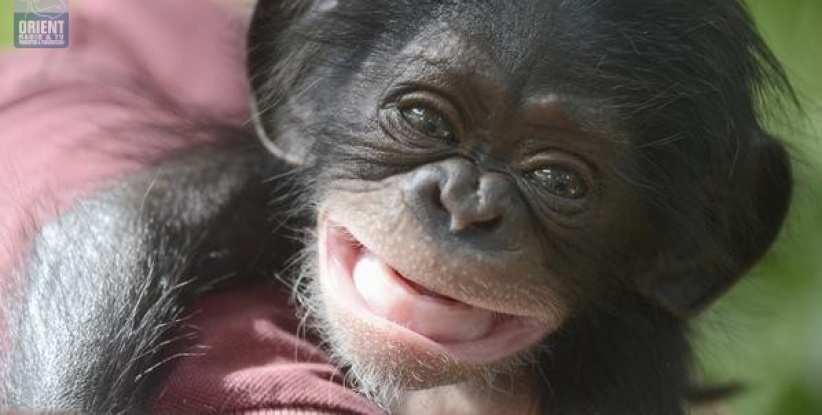 شمبانزي صغير يعثر على بديلة لأمه القاسية