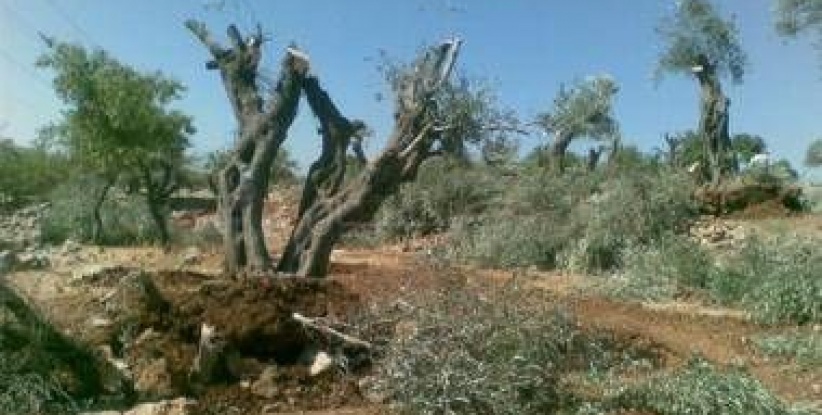 المستوطنون يجرفون أراض في قريوت جنوب نابلس