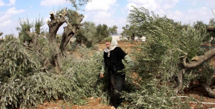 مستوطنون يقطعون 70 شجرة زيتون شمال سلفيت