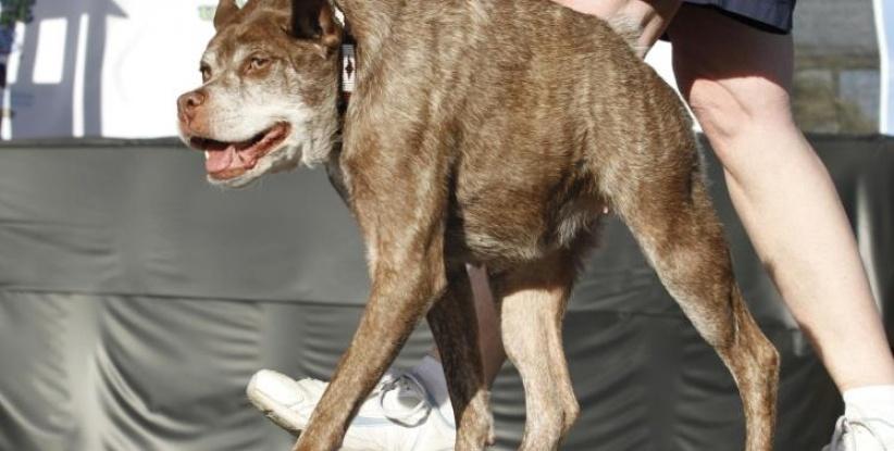 كلب مشوه يفوز بجائزة أقبح كلاب العالم