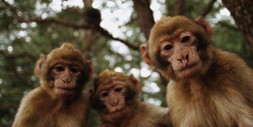 بريطانية تحرر محضرا ضد قردة تحرشوا بها