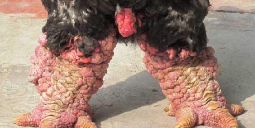 وجبة أقدام دجاج بـ 286 دولار في فيتنام!