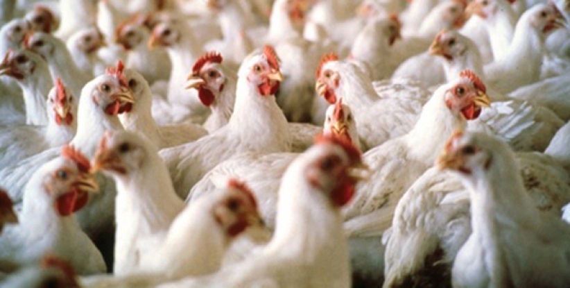 القبض على لصوص سرقوا 800 دجاجة بطولكرم