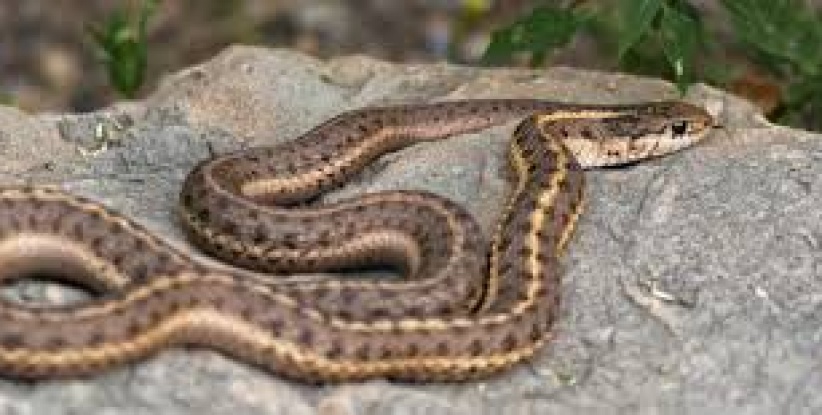 أفعى في الكنيست الإسرائيلي