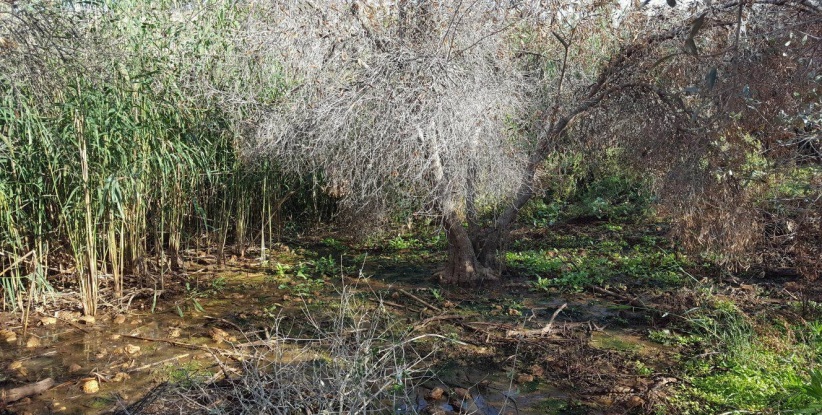 إعدام عشرات أشجار الزيتون بمياه المستوطنات العادمة شرق نابلس