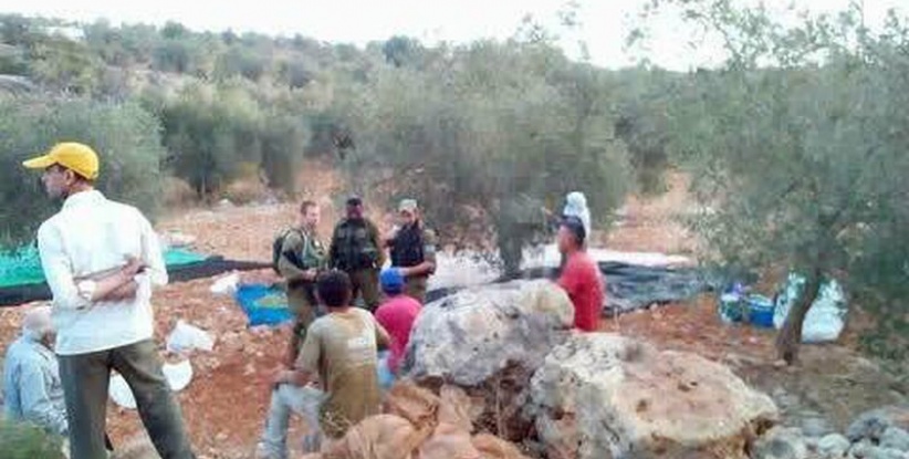 قوات الاحتلال تمنع قطف ثمار الزيتون شرق قلقيلية