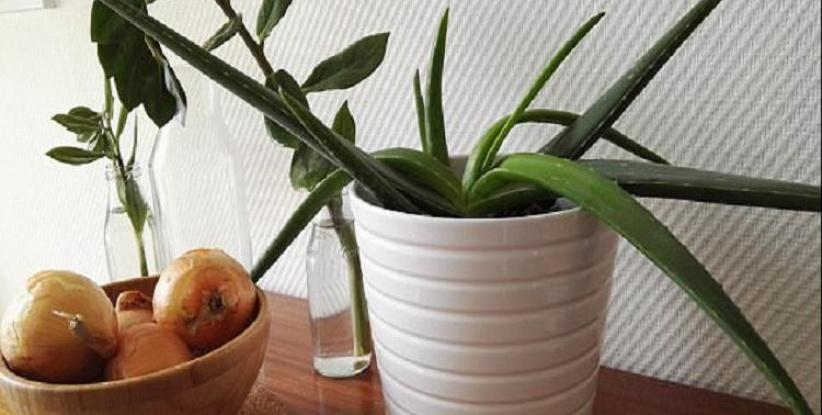 نباتات ضرورية في غرفة النوم لمحاربة نزلات البرد!