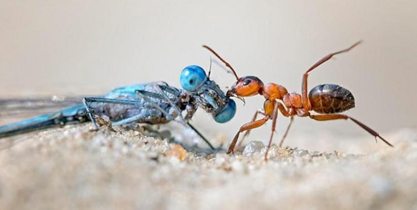 تراجع أعداد الحشرات يهدد الحياة على الأرض