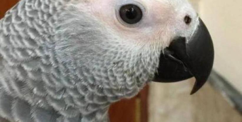 ببغاء ينطق 3 سور قرآنية و350 كلمة مختلفة