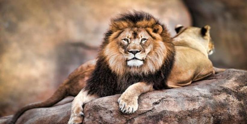 ثلاثة أسود تنقذ فتاة من خاطفيها... إليك الحكاية