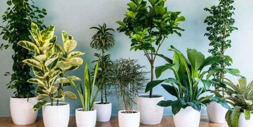 فيديو- نباتات المنزل مهمة لصحتك