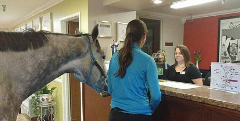 سيدة تحجز غرفة فندقية برفقة حصانها!