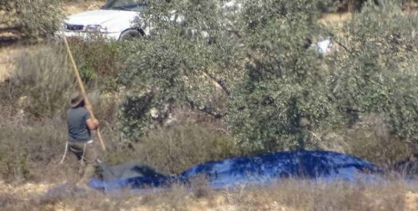 مستوطنون يسرقون ثمار زيتون من أراضي فرعتا وجيت شرق قلقيلية