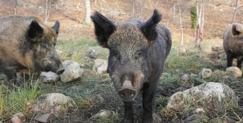 إصابة مواطن هاجمته الخنازير البرية في جنين