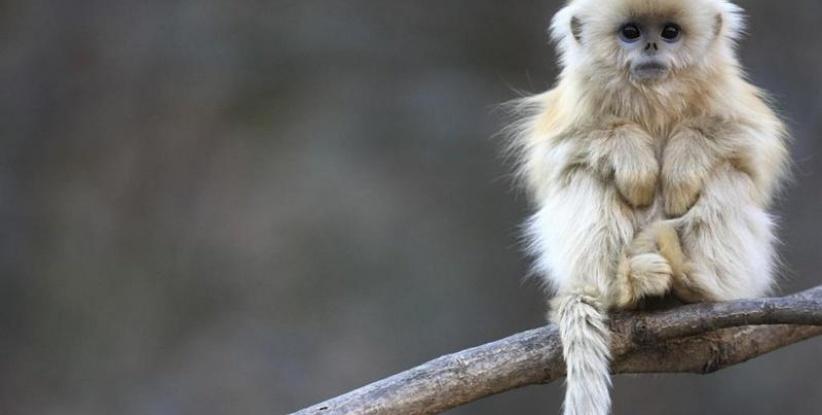 فنجان قهوة يدخل قرداً في غيبوبة