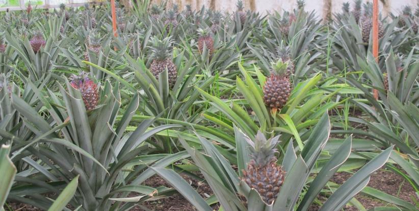 لأول مرة- نجاح تجربة زراعة الاناناس في قطاع غزة