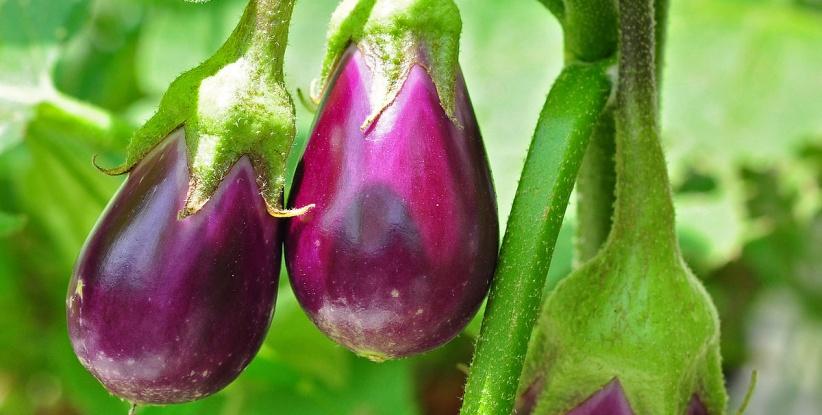 الباذنجان.. طعم شهي و8 فوائد مذهلة ستجعلك تتناوله يوميا