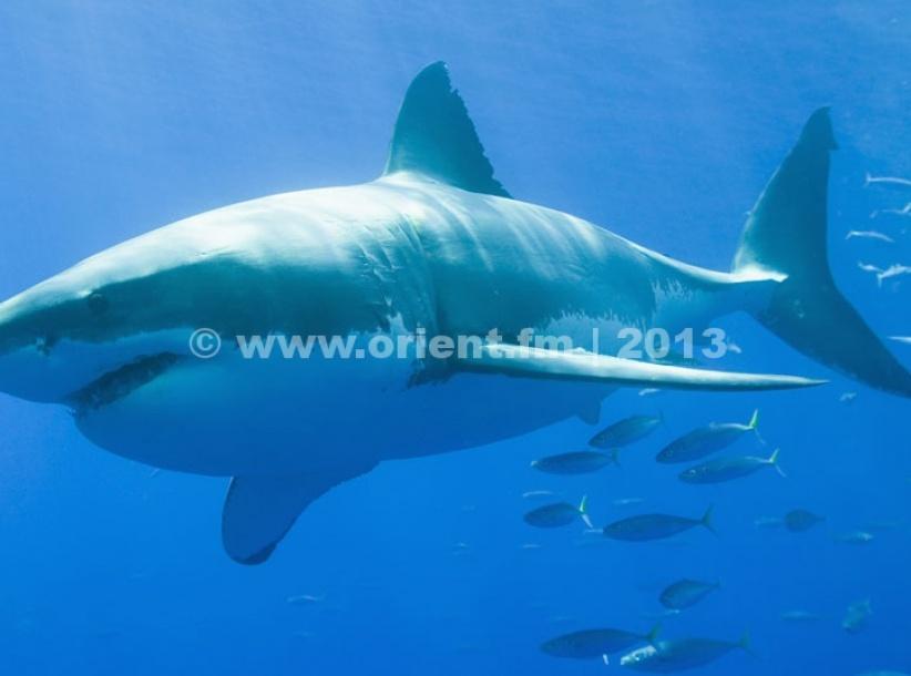 بالفيديو - لحظات مرعبة لزوجين أمام قرش جائع حاول التهامهما