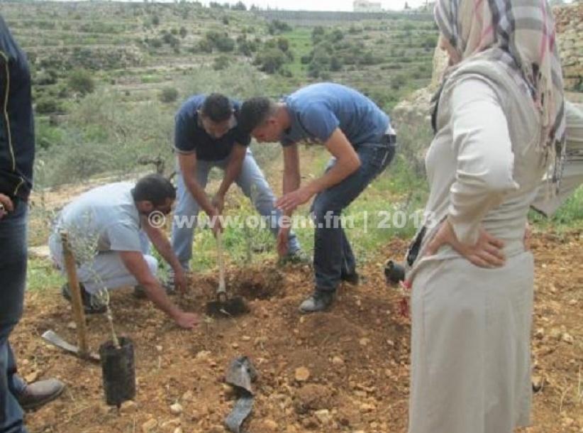 بيت جالا: زراعة اشجار في أرض مهددة بالمصادرة