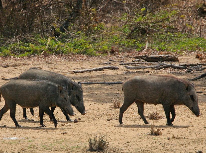 خنازير المستوطنات تتلف مزرعة خضروات جنوب نابلس