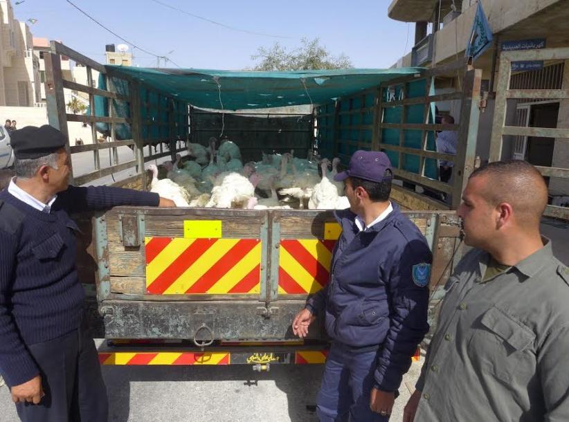 الشرطة تضبط 100 طير غير صالحة للإستهلاك في بيت لحم