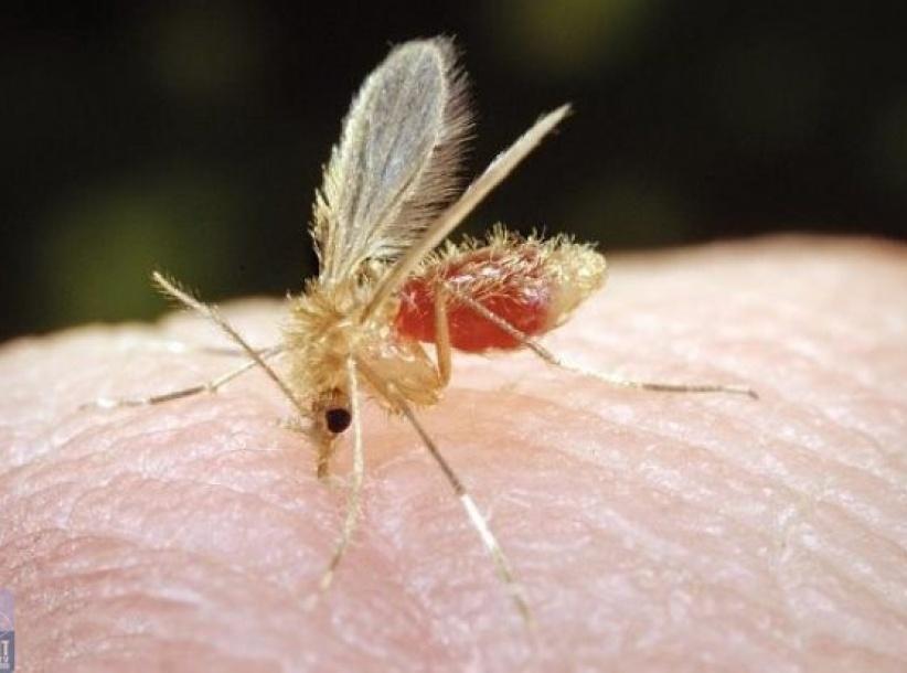 ذبابة الرمل 