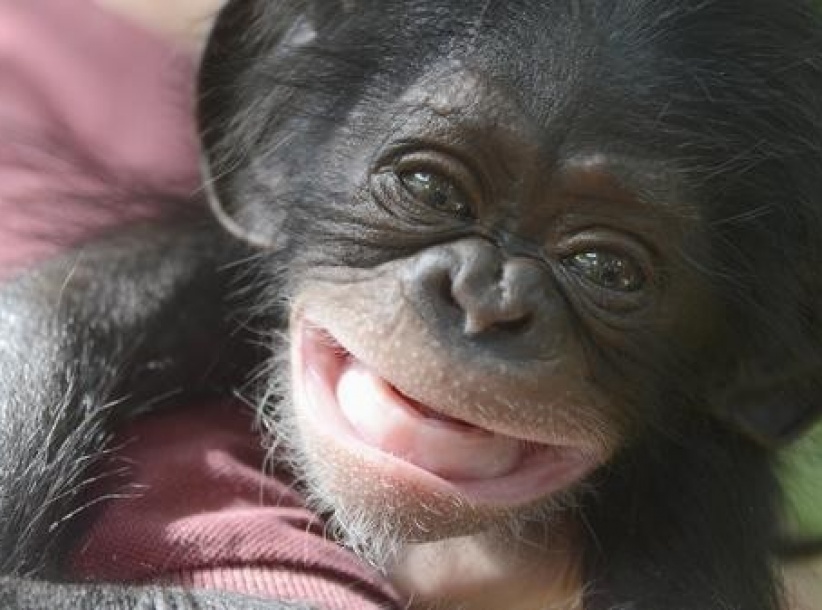 شمبانزي صغير يعثر على بديلة لأمه القاسية