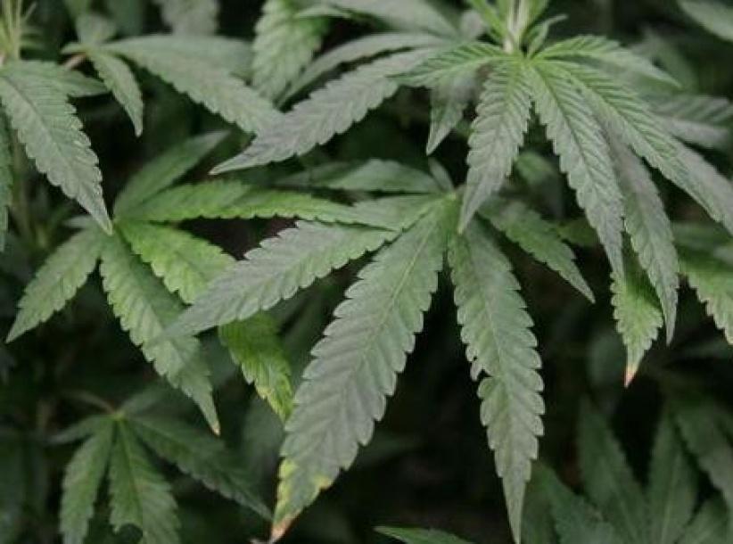 العثور على 700 نبتة قنب بمترو برلين
