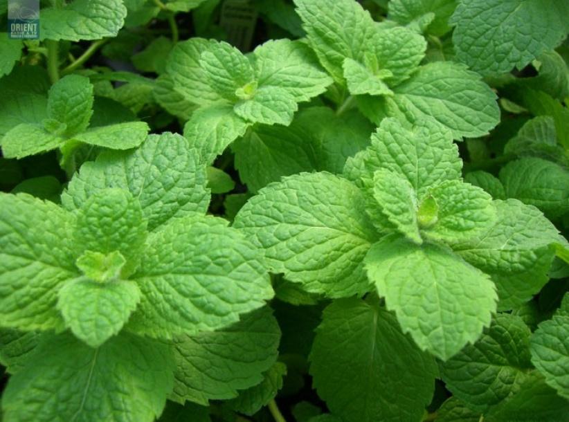 شمة من زيت النعناع يوميًا تريح أعصابك