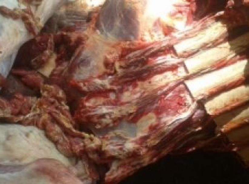 إصابة شرطي إسرائيلي في عملية دهس بالخليل