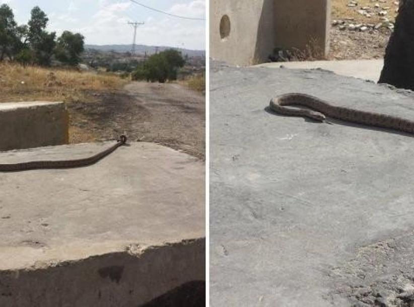 بالأفاعي والمرايا الحارقة يقاوم الفلسطينيون