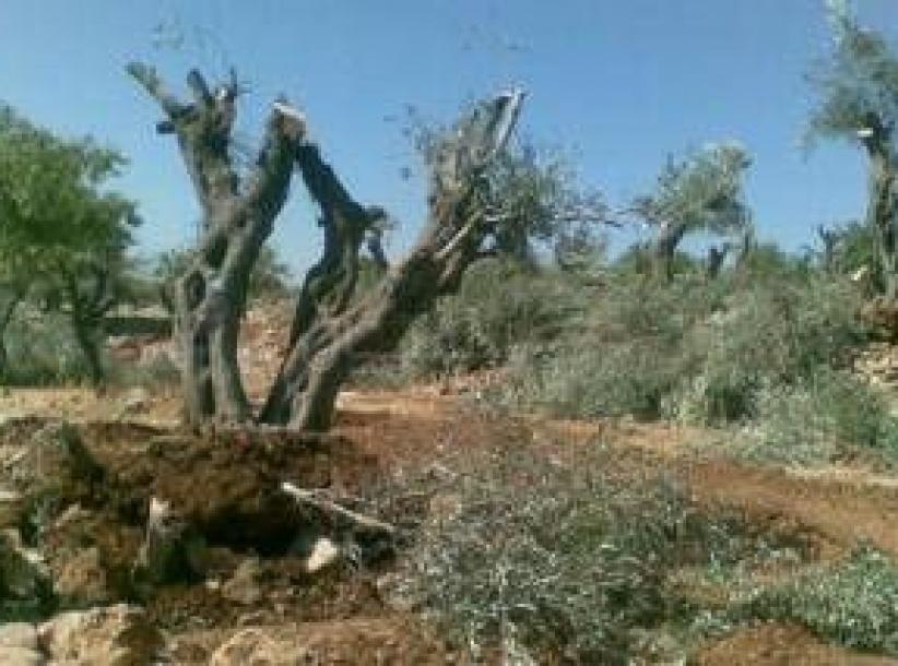 المستوطنون يجرفون أراض في قريوت جنوب نابلس