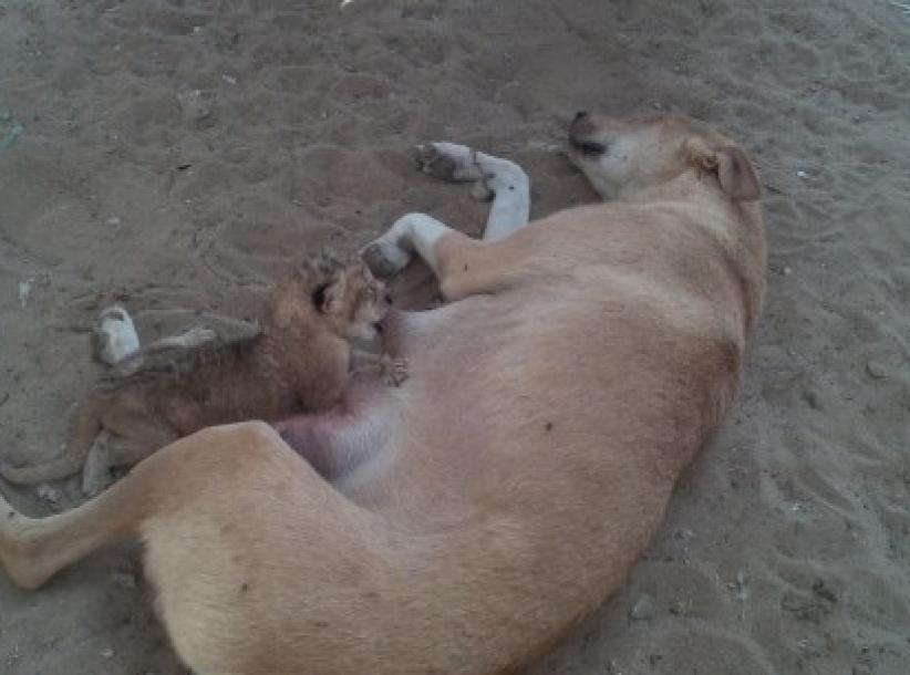 في غزة: كلبة ترضع أسود صغار...حين هجرتهم أمهم دون سبب !!