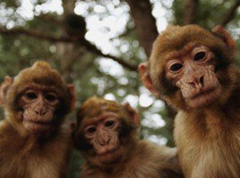 بريطانية تحرر محضرا ضد قردة تحرشوا بها