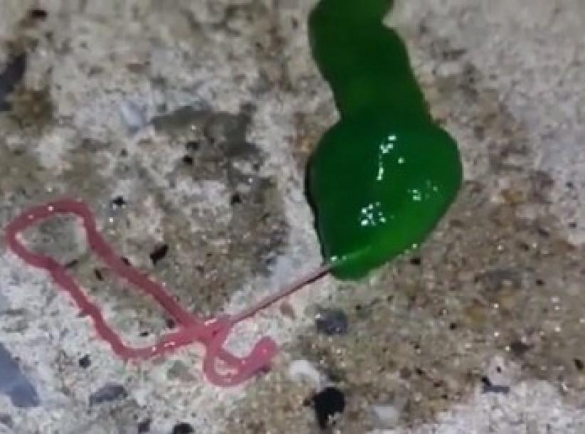 فيديو.. كائن غريب أخضر اللون يرعب سكان تايوان