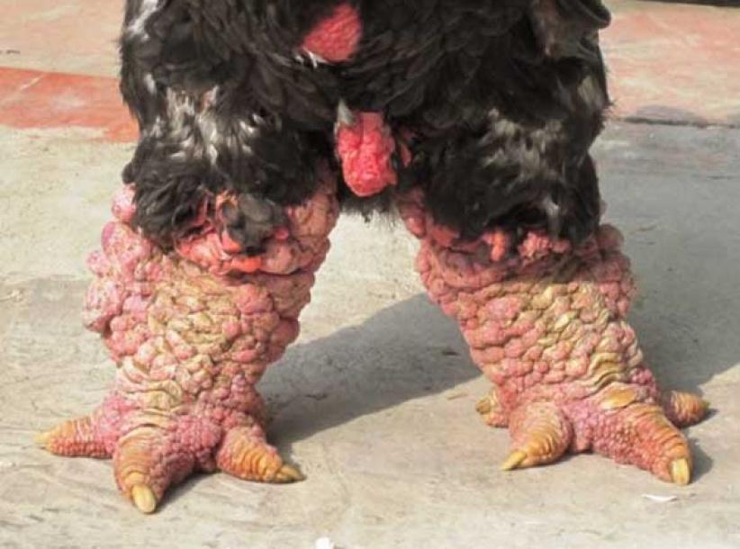 وجبة أقدام دجاج بـ 286 دولار في فيتنام!