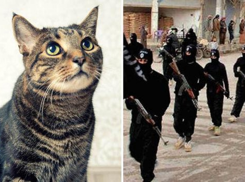 أمريكي يهدد بالانضمام لـ(داعش) بسبب قطته !